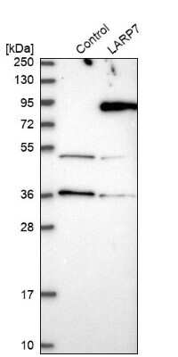 Western Blot LARP7 Antibody