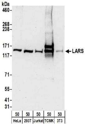 Western Blot: LARS Antibody [NBP2-32208] - Samples:  Whole cell lysate (50 ug) from HeLa, 293T, Jurkat, mouse TCMK-1, and mouse NIH3T3 cells. Antibodies:  Affinity purified rabbit anti-LARS antibody NBP2-32208 used for WB at 0.4 ug/ml.  Detection: Chemiluminescence with an exposure time of 30 seconds.