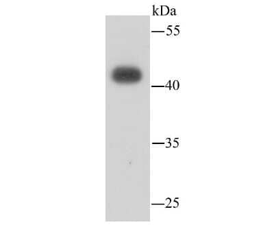 Western Blot: LASS2 Antibody (B3-2) [NBP2-66930] - Analysis of LASS2 in on hybrid fish (crucian-carp) brain tissue lysate using anti-LASS2 antibody at 1/500 dilution.