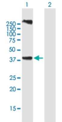 Western Blot: LASS3 Antibody [H00204219-B01P-50ug] -  analysis of LASS3 expression in transfected 293T cell line (H00204219-T01) by LASS3 MaxPab polyclonal antibody.Lane 1: LASS3 transfected lysate(42.13 KDa).Lane 2: Non-transfected lysate.