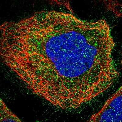 Immunocytochemistry/ Immunofluorescence LAT3 Antibody