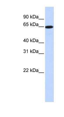 Western Blot: LAT3 Antibody [NBP1-59431] - Human Placenta lysate, concentration 0.2-1 ug/ml.