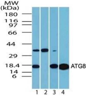 Western Blot: LC3A Antibody - Azide Free [NBP2-33254] - This LC3A image shows a lysate from human brain in the 1) absence, 2) presence of immunizing peptide, 3) mouse brain and 4) rat brain probed with ATG8 antibody at 1 ug/ml. Image from the standard format of this antibody.