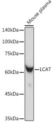 Western Blot: LCAT Antibody (9C2U3) [NBP3-15692] - Western blot analysis of extracts of Mouse plasma, using LCAT antibody (NBP3-15692) at 1:1000 dilution. Secondary antibody: HRP Goat Anti-Rabbit IgG (H+L) at 1:10000 dilution. Lysates/proteins: 25ug per lane. Blocking buffer: 3% nonfat dry milk in TBST. Detection: ECL Basic Kit. Exposure time: 3s.