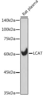 Western Blot: LCAT Antibody (9C2U3) [NBP3-15692] - Western blot analysis of extracts of Rat plasma, using LCAT antibody (NBP3-15692) at 1:1000 dilution. Secondary antibody: HRP Goat Anti-Rabbit IgG (H+L) at 1:10000 dilution. Lysates/proteins: 25ug per lane. Blocking buffer: 3% nonfat dry milk in TBST. Detection: ECL Basic Kit. Exposure time: 10s.