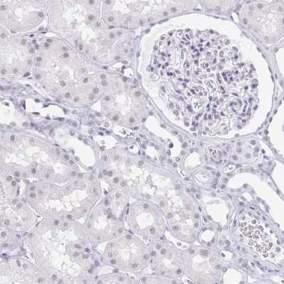 Immunohistochemistry-Paraffin: LCE6A Antibody [NBP1-94116] - Staining of human kidney shows low expression as expected.