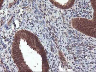 Immunohistochemistry: LCMT1 Antibody (OTI2C9) - Azide and BSA Free [NBP2-71927] - Staining of paraffin-embedded Human endometrium tissue using anti-LCMT1 mouse monoclonal antibody.