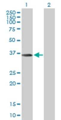 Western Blot: LCMT1 Antibody [H00051451-B01P] - Analysis of LCMT1 expression in transfected 293T cell line by LCMT1 polyclonal antibody.  Lane 1: LCMT1 transfected lysate(36.74 KDa). Lane 2: Non-transfected lysate.
