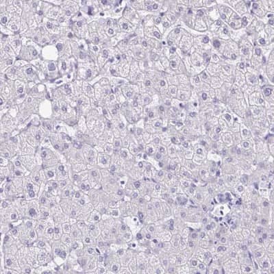 Immunohistochemistry-Paraffin: LCN15 Antibody [NBP2-32557] - Staining of human liver shows low expression as expected.