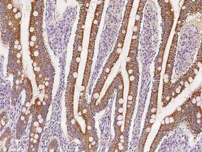 Immunohistochemistry-Paraffin: LCN15 Antibody [NBP3-06604] - Staining of human LCN15 in human small intestine with rabbit polyclonal antibody at 1:100 dilution.