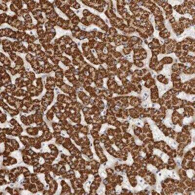 Immunohistochemistry-Paraffin LCORL Antibody - BSA Free