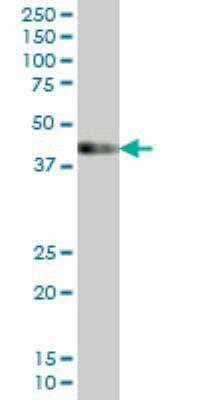 Western Blot: LDB1 Antibody (4G8) [H00008861-M03] - Western Blot analysis of LDB1 expression in IMR-32 ( Cat # L008V1 ).