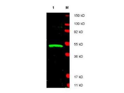 Western Blot: LDB1 Antibody [NBP1-77832] - This antibody was used at a 1:1,800 dilution in 5% BLOTTO in PBS reacted overnight at 4C. The membrane was washed and reacted with a 1:20,000 dilution of DyLight800 conjugated Gt-a-Rabbit IgG [H&L] MX for 45 min at room temperature (800 nm channel, green). Molecular weight estimation was made by comparison to prestained MW markers in lane M (700 nm channel, red).