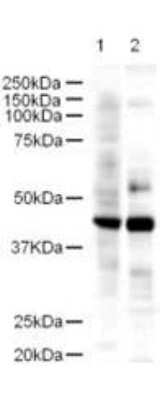 Western Blot: LDB2 Antibody [NB600-480] - Analysis of a 43-kDa band corresponding to LDB2 in a lysates prepared from human kidney (lane 1) and mouse spleen (lane 2) tissues. Approximately 18 ug of lysate was run on a SDS-PAGE and transferred onto nitrocellulose followed by reaction with a 1:500 dilution of anti-LDB2 antibody. Detection occurred using a 1:5,000 dilution of HRP-labeled Goat anti-Rabbit IgG for 1 hour at room temperature. A chemiluminescence system was used for signal detection (Roche) using a 1 min exposure time.