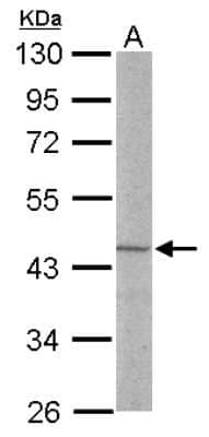 Western Blot: LDB2 Antibody [NBP2-19341] - Sample (50 ug of whole cell lysate) A: Mouse Brain, 10% SDS PAGE gel, diluted at 1:1000.