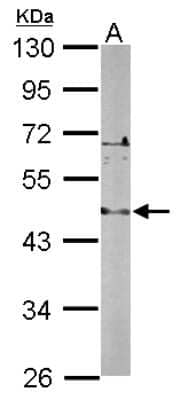 Western Blot: LDB2 Antibody [NBP2-19342] - Sample (50 ug of whole cell lysate) A: Mouse Brain, 10% SDS PAGE gel, diluted at 1:1000.