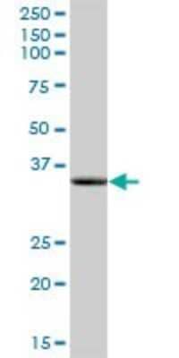Western Blot: LDHAL6A Antibody [H00160287-B01P] - Analysis of LDHAL6A expression in rat brain.