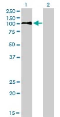 Western Blot: LDLR Antibody (5E7) [H00003949-M01] - Analysis of LDLR expression in transfected 293T cell line by LDLR monoclonal antibody (M01), clone 5E7.Lane 1: LDLR transfected lysate(94.6 KDa).Lane 2: Non-transfected lysate.
