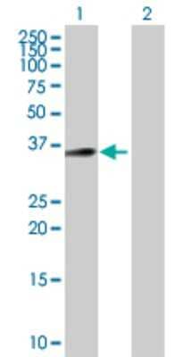 Western Blot LDLRAD4 Antibody - Azide and BSA Free