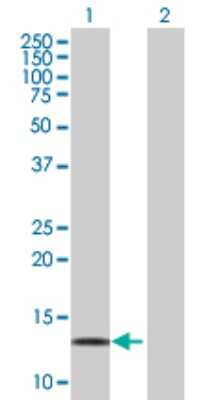 Western Blot: LDOC1 Antibody [H00023641-B01P] - Analysis of LDOC1 expression in transfected 293T cell line by LDOC1 polyclonal antibody.  Lane 1: LDOC1 transfected lysate(16.06 KDa). Lane 2: Non-transfected lysate.