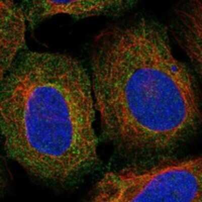 Immunocytochemistry/Immunofluorescence: LECT2 Antibody [NBP3-17731] - Staining of human cell line U-2 OS shows localization to cytosol.