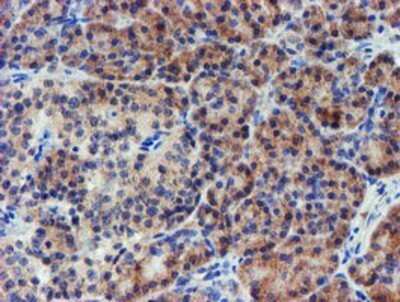 Immunohistochemistry: LECT2 Antibody (OTI2A11) - Azide and BSA Free [NBP2-71122] - Staining of paraffin-embedded Human pancreas tissue using anti-LECT2 mouse monoclonal antibody.