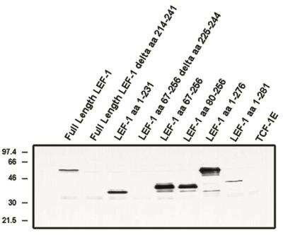 Western Blot: LEF1 Antibody (1C3) [NBP2-66625] - Analysis using LEF-1 (alternate exon) antibody (Cat. No.NBP2-66625) on Cos cells transfected with the indicated proteins.