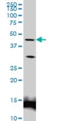 Western Blot: LEF1 Antibody (2C9) [H00051176-M04] - Analysis of LEF1 expression in Jurkat (Cat # L017V1).