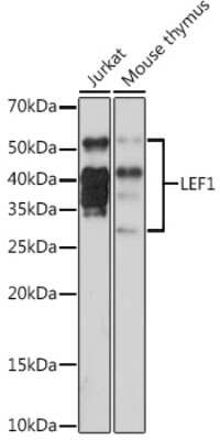 Western Blot: LEF1 Antibody (9I9T4) [NBP3-16420] - Western blot analysis of extracts of various cell lines, using LEF1 Rabbit mAb (NBP3-16420) at 1:500 dilution. Secondary antibody: HRP Goat Anti-Rabbit IgG (H+L) at 1:10000 dilution. Lysates/proteins: 25ug per lane. Blocking buffer: 3% nonfat dry milk in TBST. Detection: ECL Basic Kit. Exposure time: 3min.