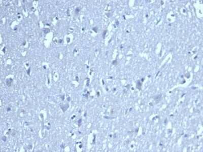 Immunohistochemistry-Paraffin: LEF1 Antibody (LEF1/422R) - Azide and BSA Free [NBP3-08519] - Formalin-fixed, paraffin-embedded analysis of brain. Negative tissue control using LEF1 antibody (LEF1/422R) at 2ug/ml in PBS for 30min RT. HIER: Tris/EDTA, pH9.0, 45min. 2 : HRP-polymer, 30min. DAB, 5min.