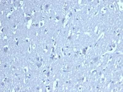 Immunohistochemistry-Paraffin: LEF1 Antibody (LEF1/422R) [NBP3-07783] - Formalin-fixed, paraffin-embedded analysis of brain. Negative tissue control using LEF1 antibody (LEF1/422R) at 2ug/ml in PBS for 30min RT. HIER: Tris/EDTA, pH9.0, 45min. 2 : HRP-polymer, 30min. DAB, 5min.