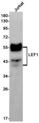 Western Blot: LEF1 Antibody (S02-3A4) [NBP3-19675] - Western blot detection of LEF1 in Jurkat cell lysates using NBP3-19675 (1:1000 diluted). Predicted band size: 44kDa. Observed band size: 25-58kDa.