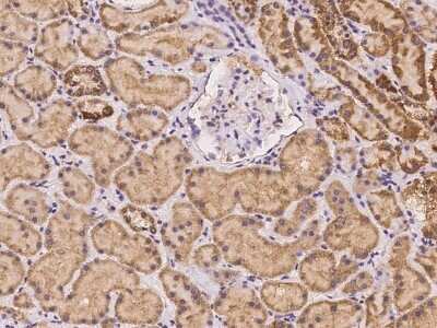 Immunohistochemistry-Paraffin: LEKR1 Antibody [NBP3-06248] - Immunochemical staining of human LEKR1 in human kidney with rabbit polyclonal antibody at 1:100 dilution, formalin-fixed paraffin embedded sections.
