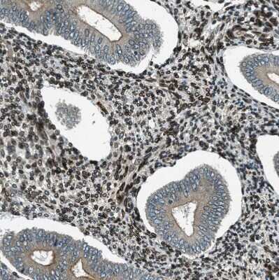 Immunohistochemistry-Paraffin LEMD2 Antibody - BSA Free