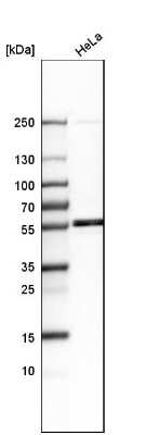 Western Blot: LEMD2 Antibody [NBP1-85175] - Analysis in human cell line HeLa.