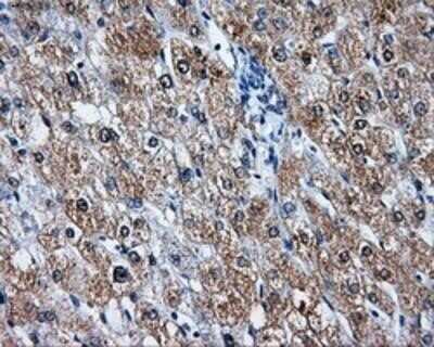 Immunohistochemistry: LEMD3 Antibody (OTI6C10) - Azide and BSA Free [NBP2-71744] - Staining of paraffin-embedded liver tissue using anti-LEMD3mouse monoclonal antibody.