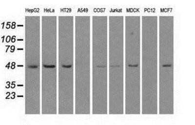 Western Blot: LEMD3 Antibody (OTI6C10) - Azide and BSA Free [NBP2-71744] - Analysis of extracts (35ug) from 9 different cell lines by using anti-LEMD3 monoclonal antibody.