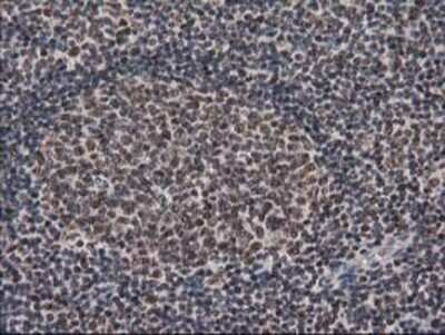 Immunohistochemistry: LENG1 Antibody (OTI10A7) - Azide and BSA Free [NBP2-72202] - Staining of paraffin-embedded Human lymph node tissue using anti-LENG1 mouse monoclonal antibody.