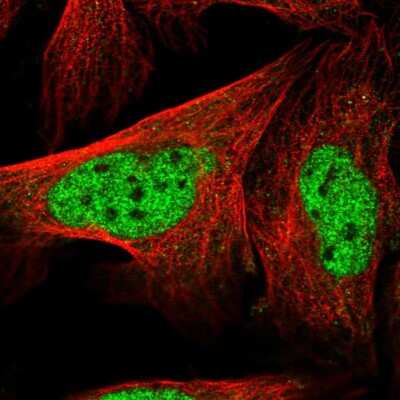 Immunocytochemistry/ Immunofluorescence LENG8 Antibody