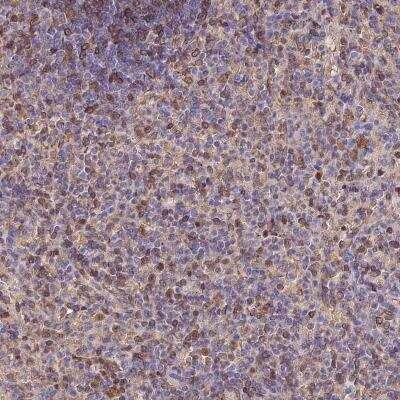 Immunohistochemistry LENG8 Antibody