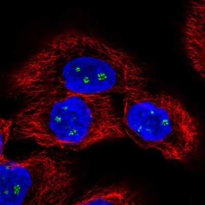 Immunocytochemistry/ Immunofluorescence LENG9 Antibody - BSA Free
