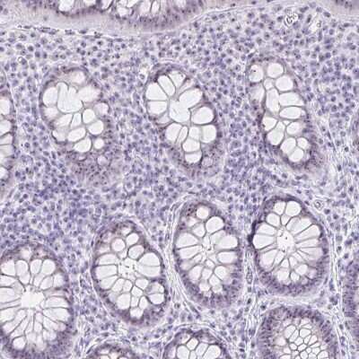 Immunohistochemistry-Paraffin LENG9 Antibody - BSA Free