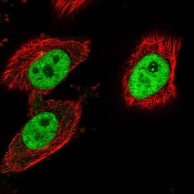 Immunocytochemistry/Immunofluorescence: LEO1 Antibody [NBP1-89423] - Staining of human cell line U-251 MG shows localization to nucleoplasm, nucleoli fibrillar center & centrosome. Antibody staining is shown in green.