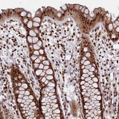 Immunohistochemistry-Paraffin: LEO1 Antibody [NBP1-89423] - Staining of human rectum shows nuclear and cytoplasmic positivity in glandular cells.