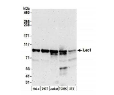 Western Blot: LEO1 Antibody [NB100-79777] - Whole cell lysate (50 ug) from HeLa, 293T, Jurkat, mouse TCMK-1, and mouse NIH3T3 cells prepared using NETN lysis buffer. Antibody: Affinity purified rabbit antiLeo1 antibody  used for WB at 0.1 ug/ml. Detection: Chemiluminescence with an exposure time of 3 minutes.