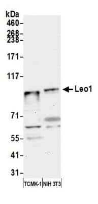 Western Blot: LEO1 Antibody [NB600-276] - Detection of mouse Leo1 by western blot. Samples: Whole cell lysate (15 ug) from TCMK-1 and NIH 3T3 cells prepared using NETN lysis buffer. Antibody: Affinity purified rabbit anti-Leo1 antibody [NB600-276] used for WB at 0.04 ug/ml. Detection: Chemiluminescence with an exposure time of 30 seconds.