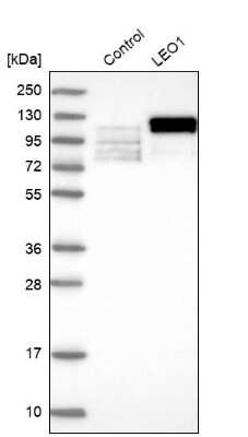 Western Blot: LEO1 Antibody [NBP1-89423] - Analysis in control (vector only transfected HEK293T lysate) and LEO1 over-expression lysate (Co-expressed with a C-terminal myc-DDK tag (3.1 kDa) in mammalian HEK293T cells).