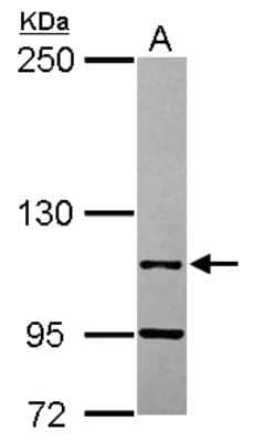 Western Blot: LEO1 Antibody [NBP2-19346] - Sample (30 ug of whole cell lysate) A: Jurkat 5% SDS PAGE gel, diluted at 1:1000.