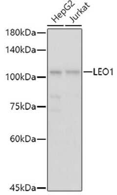 Western Blot: LEO1 Antibody [NBP3-16704] - Western blot analysis of extracts of various cell lines, using LEO1 antibody (NBP3-16704) at 1:1000 dilution. Secondary antibody: HRP Goat Anti-Rabbit IgG (H+L) at 1:10000 dilution. Lysates/proteins: 25ug per lane. Blocking buffer: 3% nonfat dry milk in TBST. Detection: ECL Basic Kit. Exposure time: 1s.