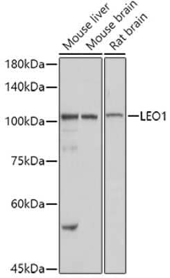 Western Blot: LEO1 Antibody [NBP3-16704] - Western blot analysis of extracts of various cell lines, using LEO1 antibody (NBP3-16704) at 1:1000 dilution. Secondary antibody: HRP Goat Anti-Rabbit IgG (H+L) at 1:10000 dilution. Lysates/proteins: 25ug per lane. Blocking buffer: 3% nonfat dry milk in TBST. Detection: ECL Basic Kit. Exposure time: 1s.